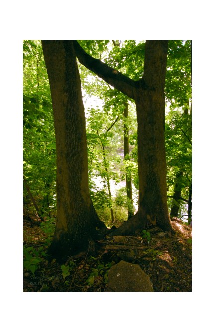 20160524DSC_0917BetweentheTrees-4x6-Flat©c